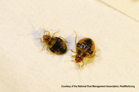 Bed Bugs (photo credit National Pest Management Association)