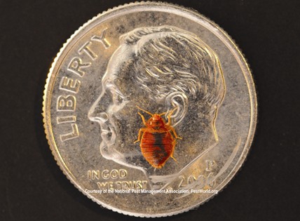 Bed Bug (photo credit National Pest Management Association)